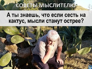 Вадим Котельников шутка шуточная цитата Если сесть на кактус, мысои станут острее